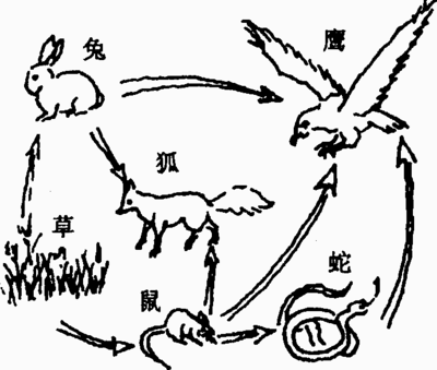 第6章 生物之间的食物关系 单元测试（苏科版七年级生物）